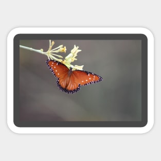 Queen Butterfly on Desert Milkweed Sticker